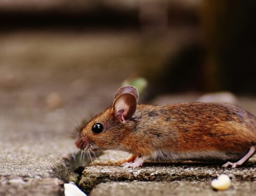 Professional Rodent Pest Control for Homes and Businesses in Farnborough