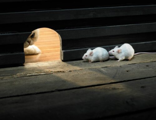 Pest Control for Homes in Hampshire: How to Deal with Rats and Mice Quickly