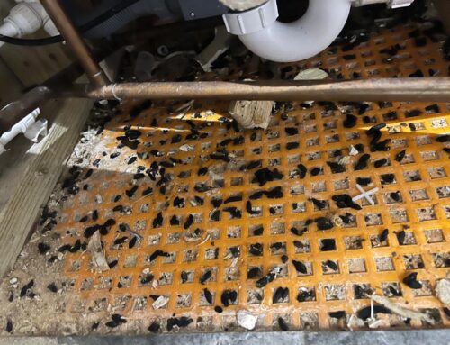 Rat & Rodent Pest Control in Farnborough: Signs You Should Never Ignore