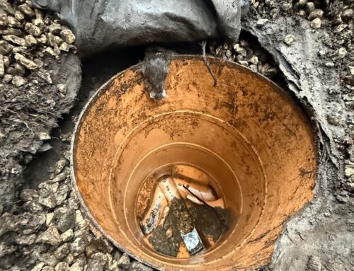 Major Rat Investigation in Aldershot