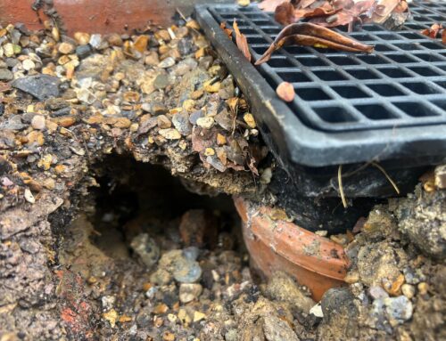 Rat Investigation & Track and Trace Pest Control in Camberley