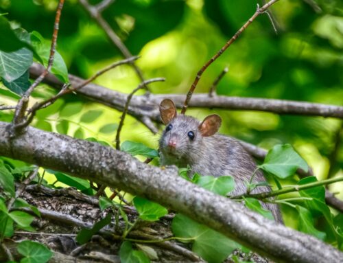 Pest Control in Farnborough: Why Rat Problems Increase in Early Spring
