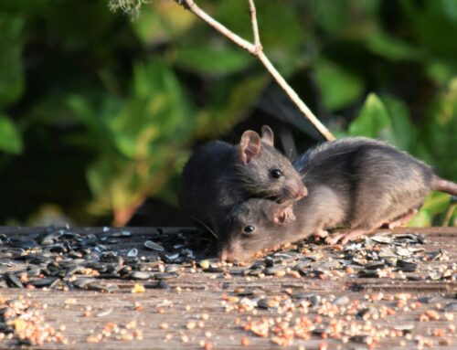 Why Rodent Activity Increases in Spring: Pest Control Tips for Homes in Farnborough