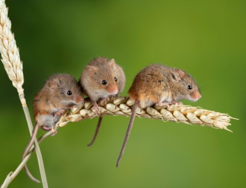 Signs You Need Pest Control This Spring: Spotting Rats and Mice Early