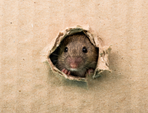 Bait Boxes for Rodent Control: Are They Worth It for Homes and Businesses?