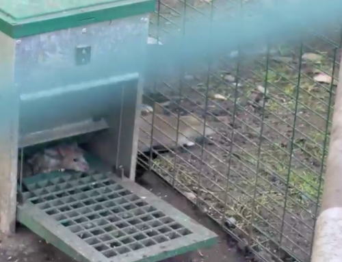 Rats and Chickens: A Common Pest Control Callout