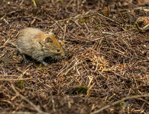 Commercial Rodent Control: Keeping Rats Away During the Warmer Months