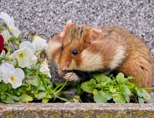 Summer Pest Control Tips: How to Keep Rats and Mice Away from Your Property