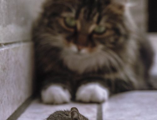 Rodent Investigation in Camberley: Why Rats Keep Returning After Treatment