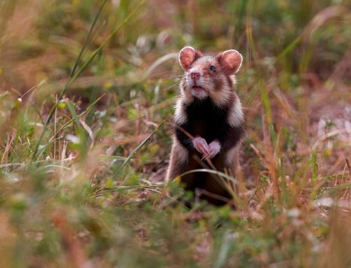 Home Pest Control in Farnborough: Why Summer Rodent Problems Need Fast Action