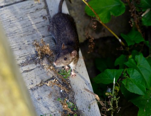Pest Control in Fleet: What to Do When You Think You Have a Rat Problem
